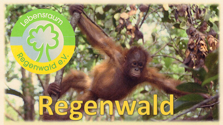 Regenwald